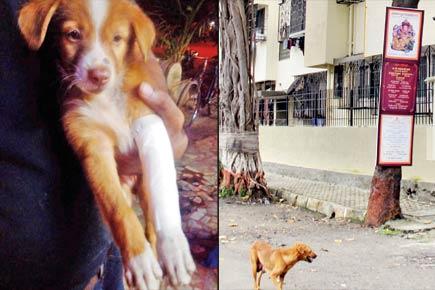 Afraid of puppies, Dahisar society members dump them in gutter
