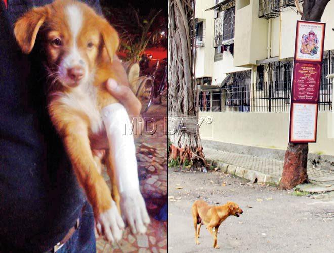 One of the injured puppies and (right) the dog that gave birth to the puppies near Pleasant Park Society in Dahisar. Pic/Sharad Vegda