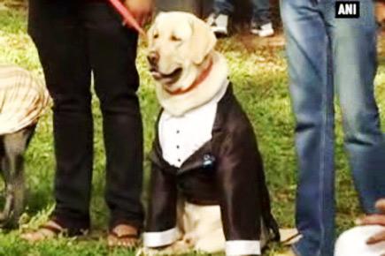 Dog owners adorn their pets in ethnic wear
