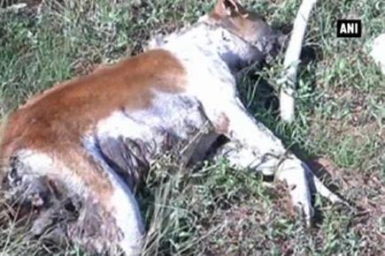 Forty-seven dogs allegedly poisoned to death in Tamil Nadu