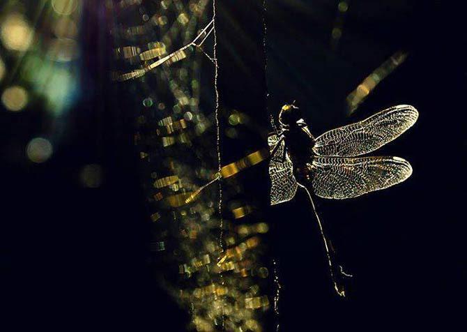 dragonfly