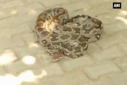 Eight feet long python caught at temple in Gurgaon