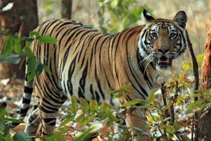 Tiger enters in Bhopal's Central Institute of Agriculture