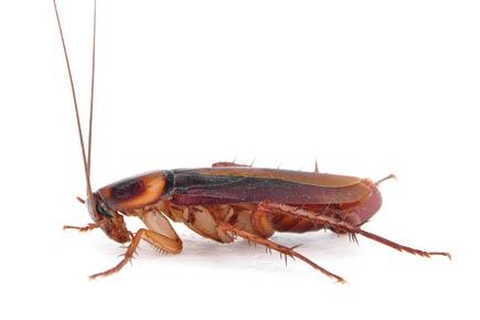 The disrespected cockroach
