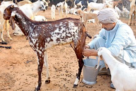 Goat milk used for dengue cure sells for Rs 2,000 a litre