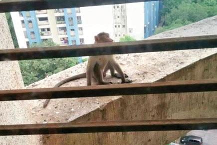 Mumbai: Private rescuers make killing from trapping monkeys in residential areas