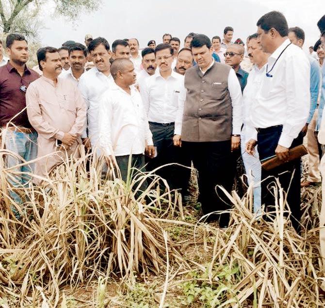 CM Devendra Fadnavis inspects damaged sugarcane crop at Malikpeth in Mohol Taluka of Solapur. The fact that the people of India are themselves suffering because of this imperfect monsoon season appears to be incidental. The government is suffering. That ought to be enough reason for the faithful to be upset. File pic for representation