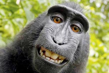 Monkey should get rights to his selfies, says PeTA