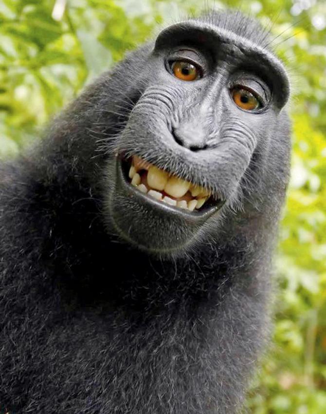 Monkey selfie