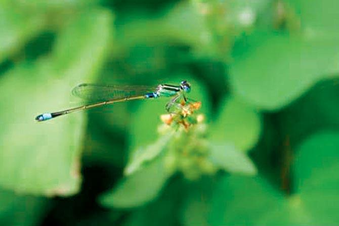 The lesser-appreciated of the Odonate specieis — the damselfly