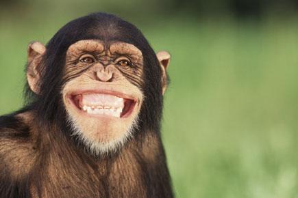Optical illusions fool monkeys too: Study