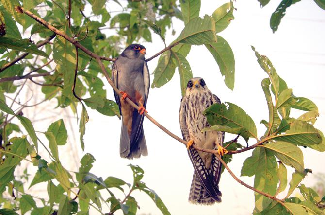 An Amur Falcon pair.  pic courtesy/ Asad rahmani