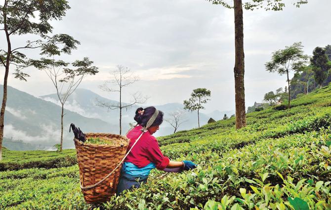 A tea picker at a tea plantation in darjeeling
