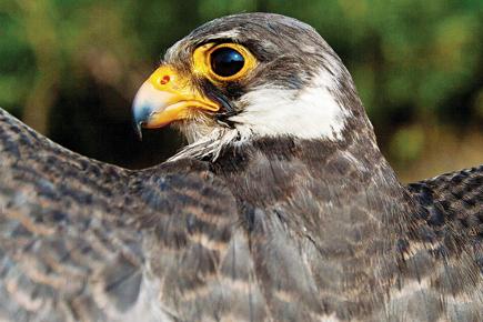 How the migratory Amur falcon was saved