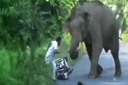 Caught on camera: Bikers escape elephant attack