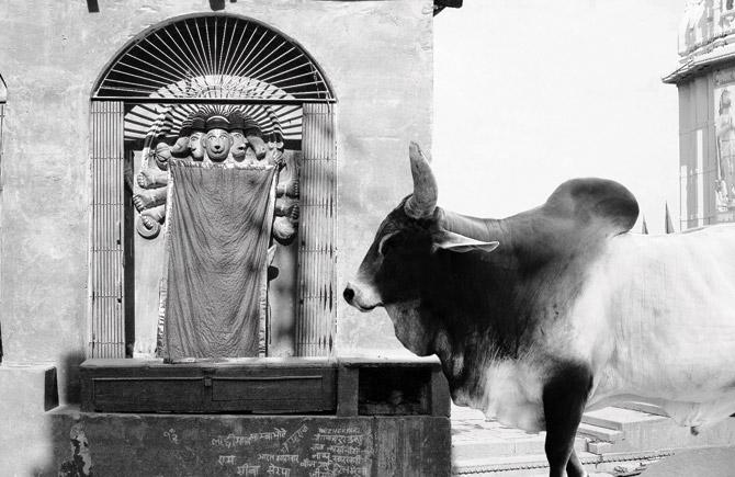 A bull praying. pics courtesy/Arun Kumar Mishra