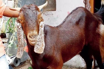 Man tries to flee with stolen goat in rickshaw, is caught at nakabandi