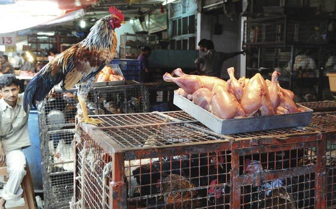 Citizens will not be able to buy meat from butchers or even from frozen food counters at supermarkets this year. File pic