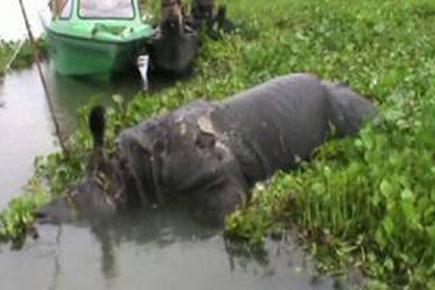 One-horned rhino poached in Kaziranga national park