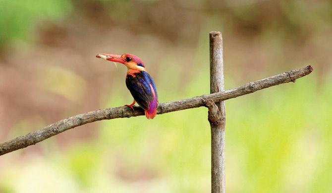 It is the smallest kingfisher found in Maharashtra.