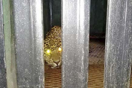 Leopard rescued from 15-ft deep septic tank in Kasara