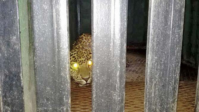 The decision to release the leopard, currently undergoing treatment at the SGNP’s leopard rescue centre, back into the wild will be taken once it is fit