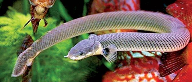 The Reed Snake Fish
