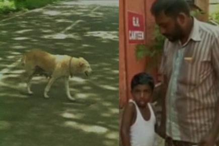 Stray dog menace continues in Kochi