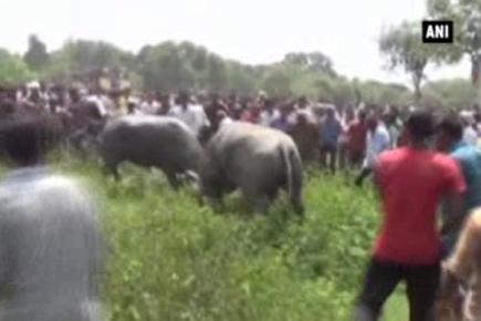 Hundreds converge in UP to watch traditional buffalo fight
