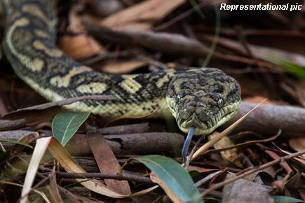 Australia: Snakes search for water in toilets