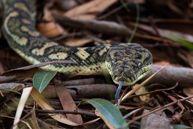 Python rescued in Agra