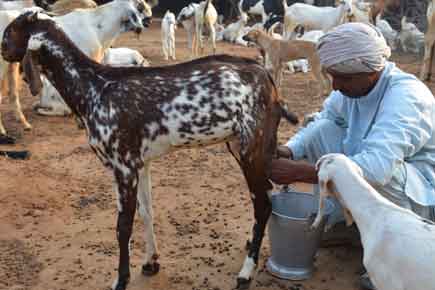 Dengue fallout: Goat milk price hits Rs.2,000 in and around Delhi
