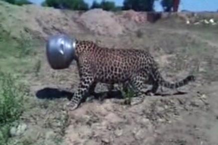 Leopard's head gets stuck in utensil while drinking water 