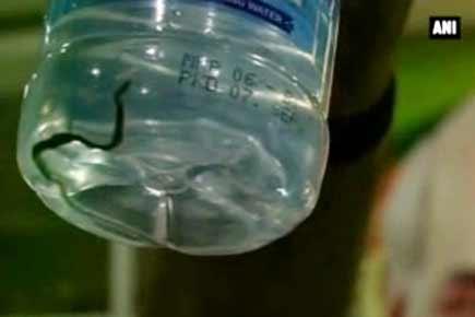Snakelet found in bottled water served to JP Nadda, Raman Singh