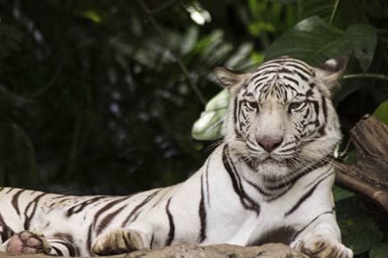White tigers set to roar again in Vindhya region from Apr 3