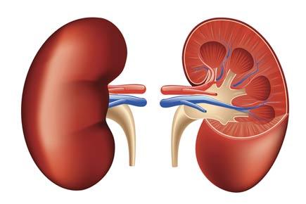 Kidneys' innate clock affects body's metabolic processes