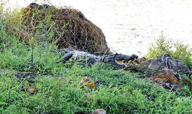 The crocodile mid-day spotted basking in the sun at the Powai Lake on Wednesday. Pics/Shadab Khan