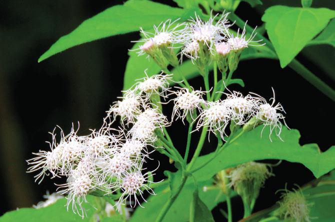 The pretty but harmful flowers of Eupatorium