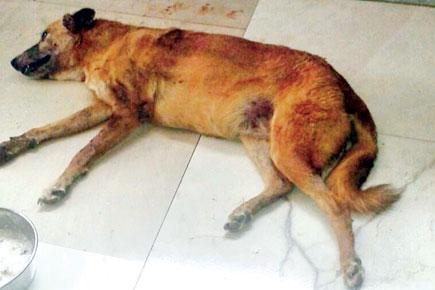Mumbai: No justice yet for dog blinded inside Andheri police colony