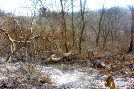 Mumbai: Who started forest fires inside Aarey?