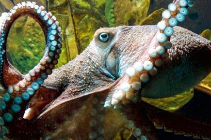 Inky the octopus slinks out of New Zealand aquarium