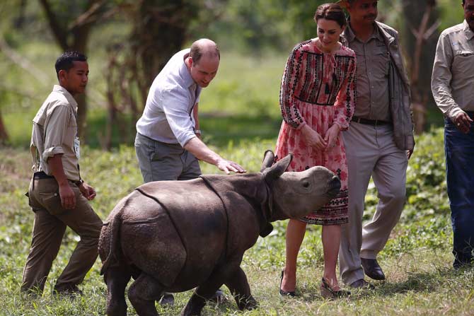 Prince William and Kate Middleton meet a rhino calf at the Panbari reserve forest in Kaziranga. Pic/ AFP