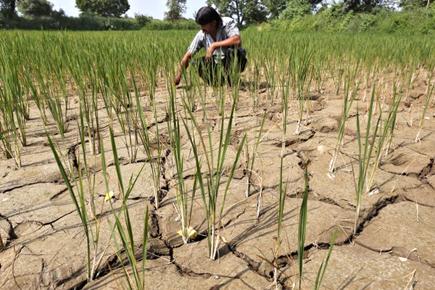 Farmer suicides averaged 9 a day in 2015 in parched Maharashtra