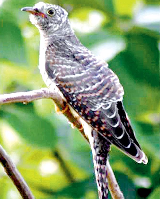 Lesser Cuckoo