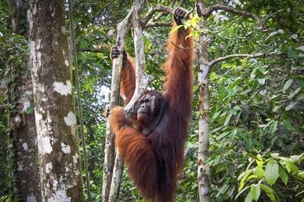 Myth or fact? Male orangutans believed to be sexually attracted to human females