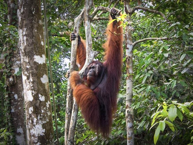 A male orangatun. Picture for representational purpose