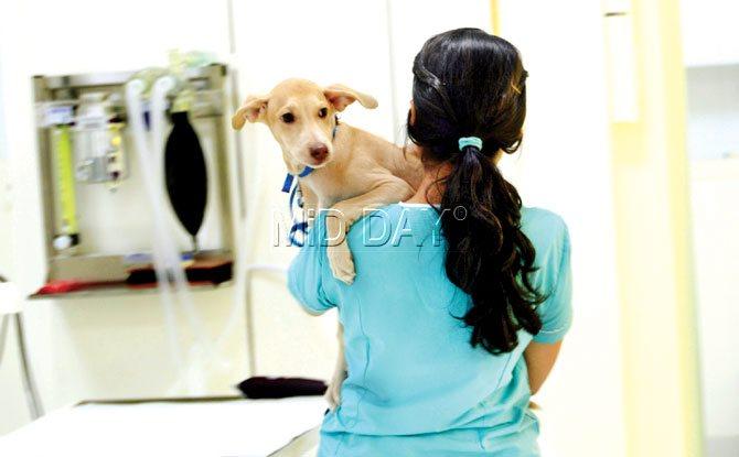 South Mumbai veterinary hospital offers the best medical care to pets