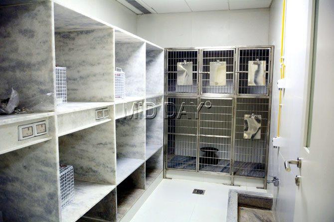 Post-operative care boarding  facility for cats