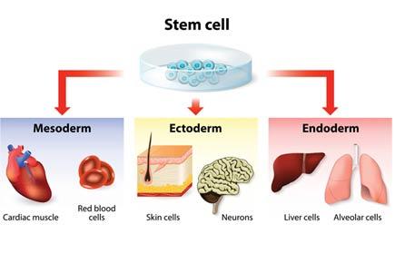 Stem cell therapy launched in the northeast