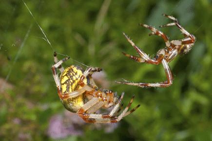 Spiders found to enjoy oral sex!: Study